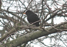 Amsel-Winter-51.jpg